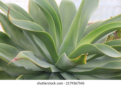 Beautiful Foxtail Agave In Sunny June