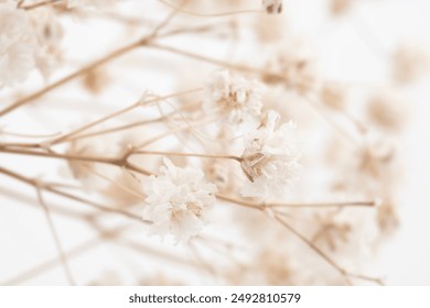 Hermosa gypsophila frágil flores