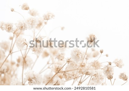 Similar – Image, Stock Photo neutral beige color dried flowers plants in glass vase on white wall background. Home decor floral arrangement vertical poster with copy space.