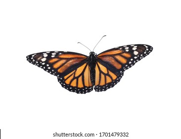 Beautiful Fragile Monarch Butterfly Isolated On White