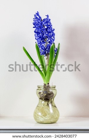 A beautiful fragrant blue hyacinth flower is blossoming in early spring in the UK in a special glass jar. The jar is  shaped like an hourglass with the bottom half filled with water.