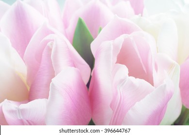 beautiful and fragrant buds blooming tulips close up