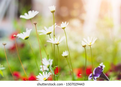 Beautiful fragrant chamomile flowers in sunlight on meadow in summer.
