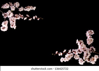 beautiful frame for a card of apricot flowers on a dark background. low key