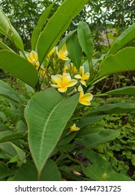 Beautiful Frangipani Flower Plant With Green Leaves, Used For Background And Banner, Or For Youtube Thumbnail