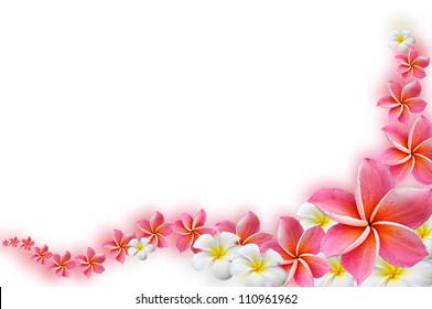 Beautiful Frangipani flowers  - border design