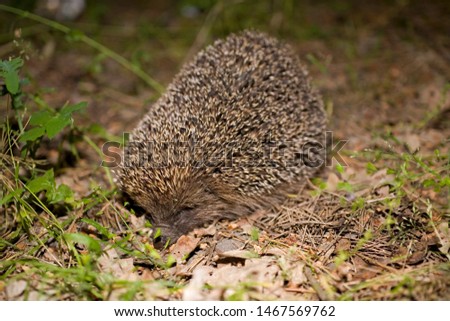 Kleiner Igel im Garten, mit Blick auf die Kamera