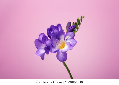 Beautiful Freesia Flower On Color Background Stock Photo Edit Now