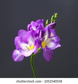 フリージア 紫 Images Stock Photos Vectors Shutterstock