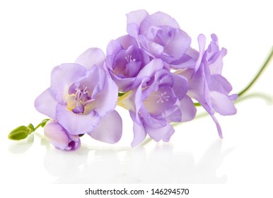 Beautiful freesia, isolated on white - Powered by Shutterstock