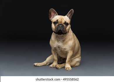 Beautiful French Bulldog Dog Stock Photo 495558442 | Shutterstock