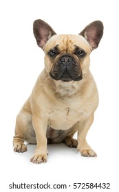 3,009 Beige french bulldog Images, Stock Photos & Vectors | Shutterstock