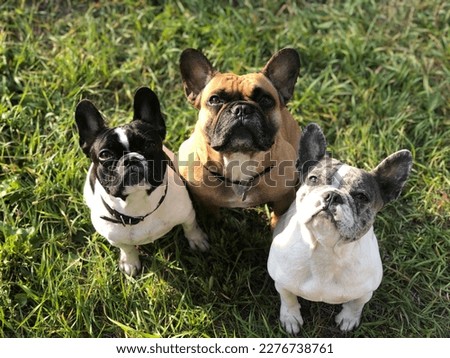 Beautiful French Bulldog family on the sun. Black and white, merle, fawn bulldogs. 