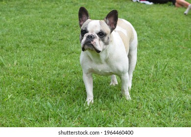 Bulldog Francais Images Stock Photos Vectors Shutterstock