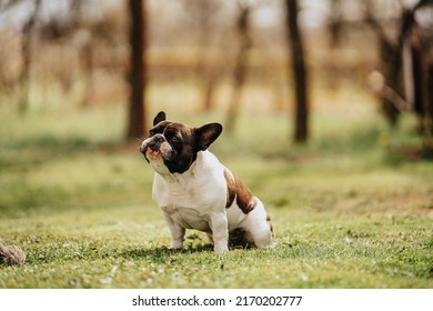 beautiful french bulldog sitting on grass