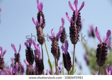 Similar – crested lavender Lavender