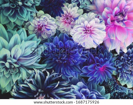 Beautiful fresh colorful blue, white and purple dahlia flowers in full bloom. Spring blossoms. Summer floral texture for background. Saturated blue color.