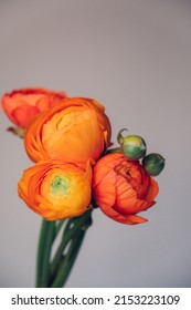 Beautiful fresh colorful red and orange ranunculus flowers in full bloom in vase against grey background. Spring bouquet of buttercups. Copy space.