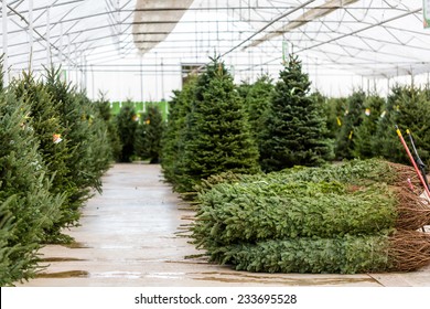 Beautiful fresh cut Christmas trees at Christmas tree farm.