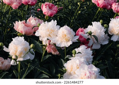 Beautiful fresh delicate pastel pink and white peony flowers in full bloom in the garden, dark green leaves, close up. Summer natural flowery background.