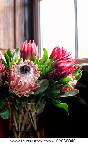 Beautiful fresh flower arrangement of King Protea flowers in a vase next to a window with natural light and copy space
