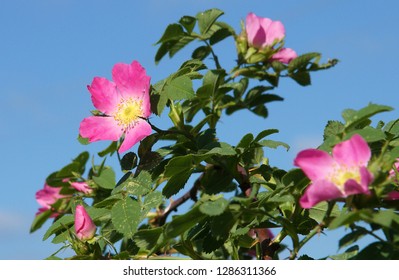 Beautiful fresh flowers of dog rose in the spring