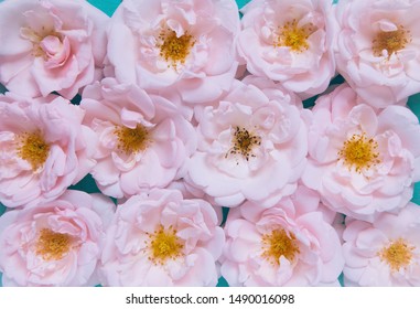 Beautiful fresh garden roses. Colorful summer floral background for posters, greeting cards, blogs and web design. Top view. Flat lay