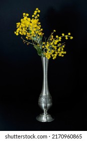 Beautiful fresh Golden Wattle (AKA Mount Morgan Wattle, Silver Wattle and Queensland Wattle) Acacia Podalyriifolia, in a decorative silver pewter vase isolated on a black background. Australia.