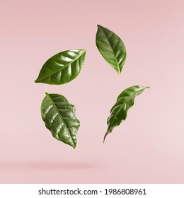 beautiful fresh green coffee leaves falling in the air isolated on pink background