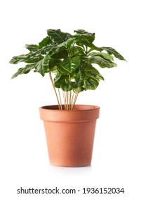 Beautiful Fresh Green Coffee  Plant In Pot Isolated On White Background