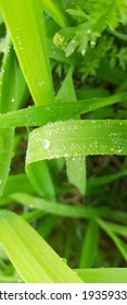 Beautiful Fresh Green Leaf Android Wallpaper