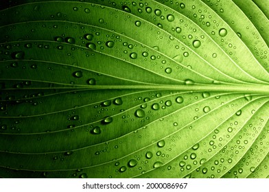 A beautiful fresh green leaf covered with raindrops and highlighted by the sun. The plant has a beautiful expressive structure.                          - Shutterstock ID 2000086967