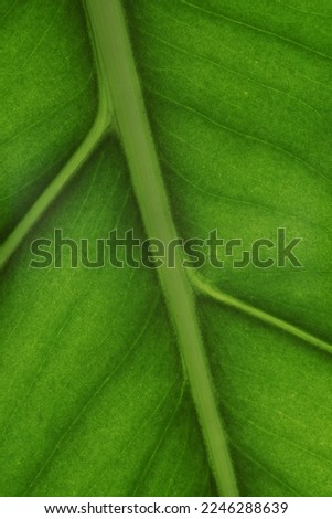 A beautiful fresh green leaf highlighted by the sun. The plant has a beautiful expressive structure. Background texture green leaf structure macro photography. Cow parsnip green leaf texture