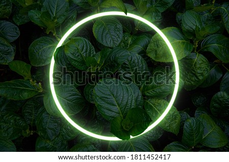 Beautiful and fresh green leaves with circle neon light.
creative nature background image for seasonal use design
