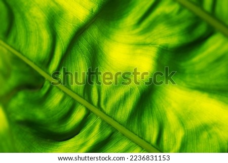 Beautiful fresh green leaves highlighted by the sun, the textured green leaf background with light behind, and the overall aesthetic of green macro leaves and leaves in the background.