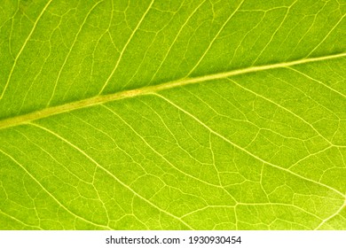 Feuille D Arbre High Res Stock Images Shutterstock