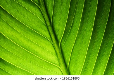 Beautiful Fresh Green Spathifyllum Leaves Macro Close-up Image