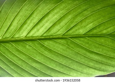 Beautiful Fresh Green Spathifyllum Leaves Macro Close-up Image