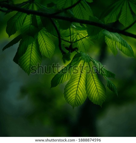 Similar – Foto Bild Biergartenzeit Sommer