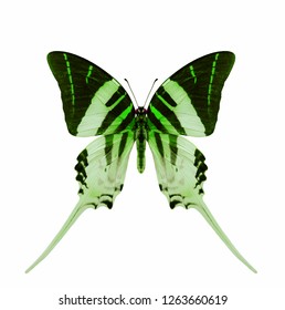 Beautiful Fresh Green Swallowtails Butterfly Black Stock Photo