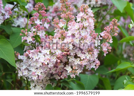 Beautiful fresh lilac flowers. Flowering. Close-up. Selective focus. Background. Scenery.