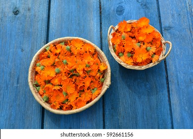 beautiful fresh medical marigold calendula flowers in two basket on blue wooden old  farm table