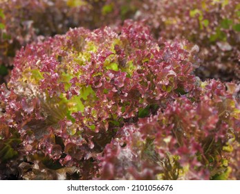 Beautiful And Fresh Organic Salad Vegetables In The Healthy Fram 