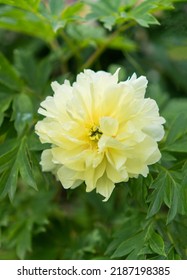 Hermosa flor peones híbridos