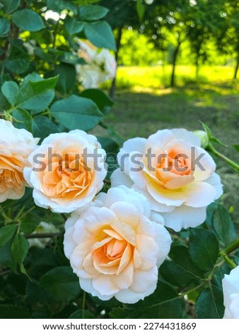 Beautiful fresh peach-colored roses in the city garden Foto stock © 