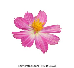 beautiful fresh pink cosmos flower blooming and yellow pollen. Isolated on white background with clipping path. 