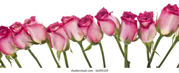 Beautiful Fresh Pink Rose Border Image with Copy Space on White. - Shutterstock ID 56395159