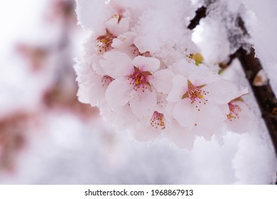 beautiful fresh, pink and white cherry blossoms covered in snow on dark brown branches in bloom in early spring on a cold day. Horizontal image of flowers, no people, floral abstract pattern 