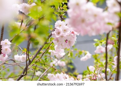 Beautiful Fresh, Pink And White Cherry Blossoms Covered In Snow On Dark Brown Branches In Bloom In Early Spring On A Cold Day. Square Image Of Flowers, No People, Floral Abstract Pattern