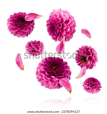 Beautiful fresh purple Dahlia flower falling in the air isolated on white background. Levitation or zero gravity conception. High resolution image